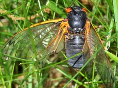 (Pharaoh Periodical Cicada) male dorsal