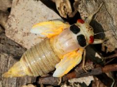 (Dwarf Periodical Cicada) female teneral dorsal