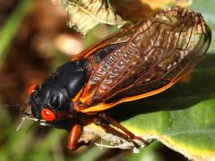 (Pharaoh Periodical Cicada) female dorsal