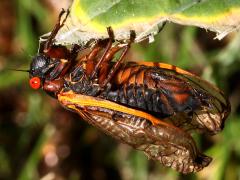 (Pharaoh Periodical Cicada) female ventral