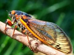 (Pharaoh Periodical Cicada) female profile