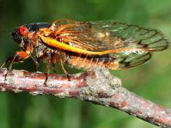 (Pharaoh Periodical Cicada) male profile