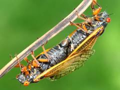 (Dwarf Periodical Cicada) mating ventral