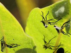 (Common Milkweed) Large Milkweed Bug molted exuviae on Common Milkweed