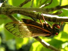(Pharaoh Periodical Cicada) female ovipositing