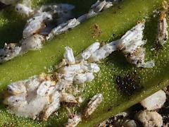 (Cycad Aulacaspis Scale) on Sago Cycad