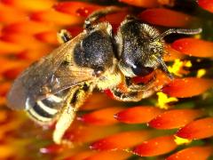 (Ligated Furrow Bee) dorsal