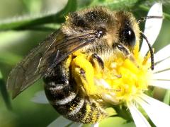 (Aster Cellophane Bee) profile