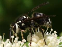 (Bald-faced Hornet) profile