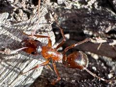 (Formica Field Ant) dorsal