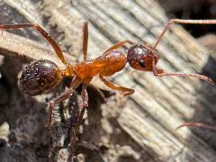 (Variable Field Ant) profile