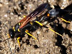 (Yellow-legged Mud-dauber Wasp) profile