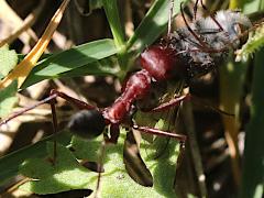 (Nodal Desert Ant) dorsal (Nodal Desert Ant) dorsal