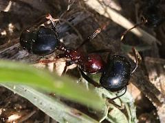 (Wasmann's Harvester Ant) dorsal (Wasmann's Harvester Ant) dorsal