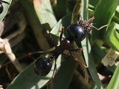 (Wasmann's Harvester Ant) head (Wasmann's Harvester Ant) head
