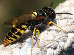 (European Beewolf) dorsal (European Beewolf) dorsal