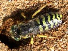 (American Sand Wasp) burrow