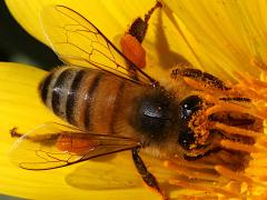 (European Honey Bee) dorsal