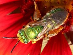 (Subtilior Striped Sweat Bee) female top