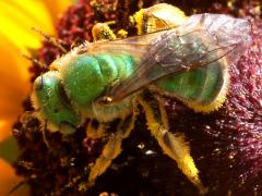 (Subtilior Striped Sweat Bee) female ventral