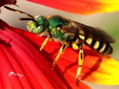 (Subtilior Striped Sweat Bee) male lateral