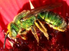 (Texas Striped Sweat Bee) female profile