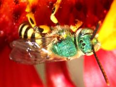 (Texas Striped Sweat Bee) male dorsal