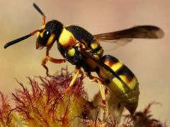 (Hidalgo Mason Wasp) profile