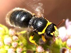 (Yellow-collared Masked Bee) face