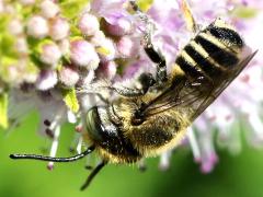 (Leafcutter Bee) rear