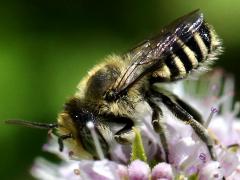 (Leafcutter Bee) ventral