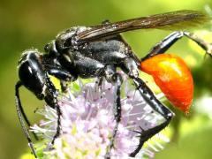 (Parker's Thread-waisted Wasp) feeds