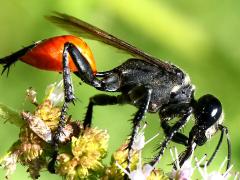 (Parker's Thread-waisted Wasp) lateral