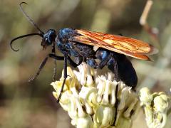(Pallidolimbata Tarantula-hawk Wasp) dorsal