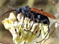 (Pallidolimbata Tarantula-hawk Wasp) lateral