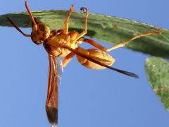 (Yellow Paper Wasp) dorsal