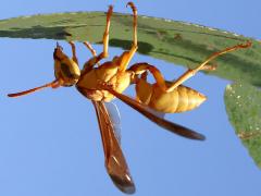 (Yellow Paper Wasp) profile