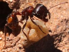 (Rough Harvester Ant) lateral