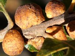 Lacuna Oak Gall Wasp galls on Gambel Oak