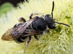 (Anthophila Bee) dorsal