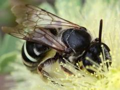(Anthophila Bee) lateral