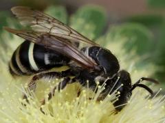 (Anthophila Bee) profile
