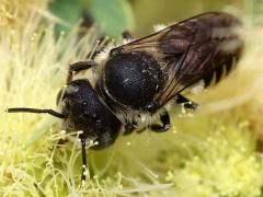 (Megachile Leafcutter Bee) dorsal