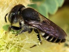 (Megachile Leafcutter Bee) lateral