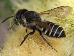 (Megachile Leafcutter Bee) profile