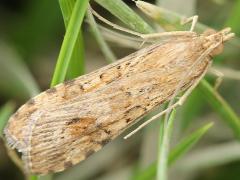 (Lucerne Moth) upperside