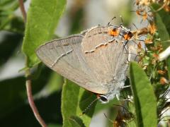 (Gray Hairstreak) underside