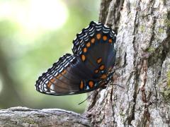 (Red-spotted Purple) astyanax underside