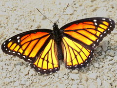 (Viceroy) upperside