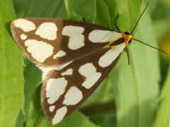 (Confused Haploa Moth) upperside